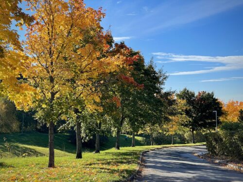 Høstbilde fra Arne Fjellbus veg.