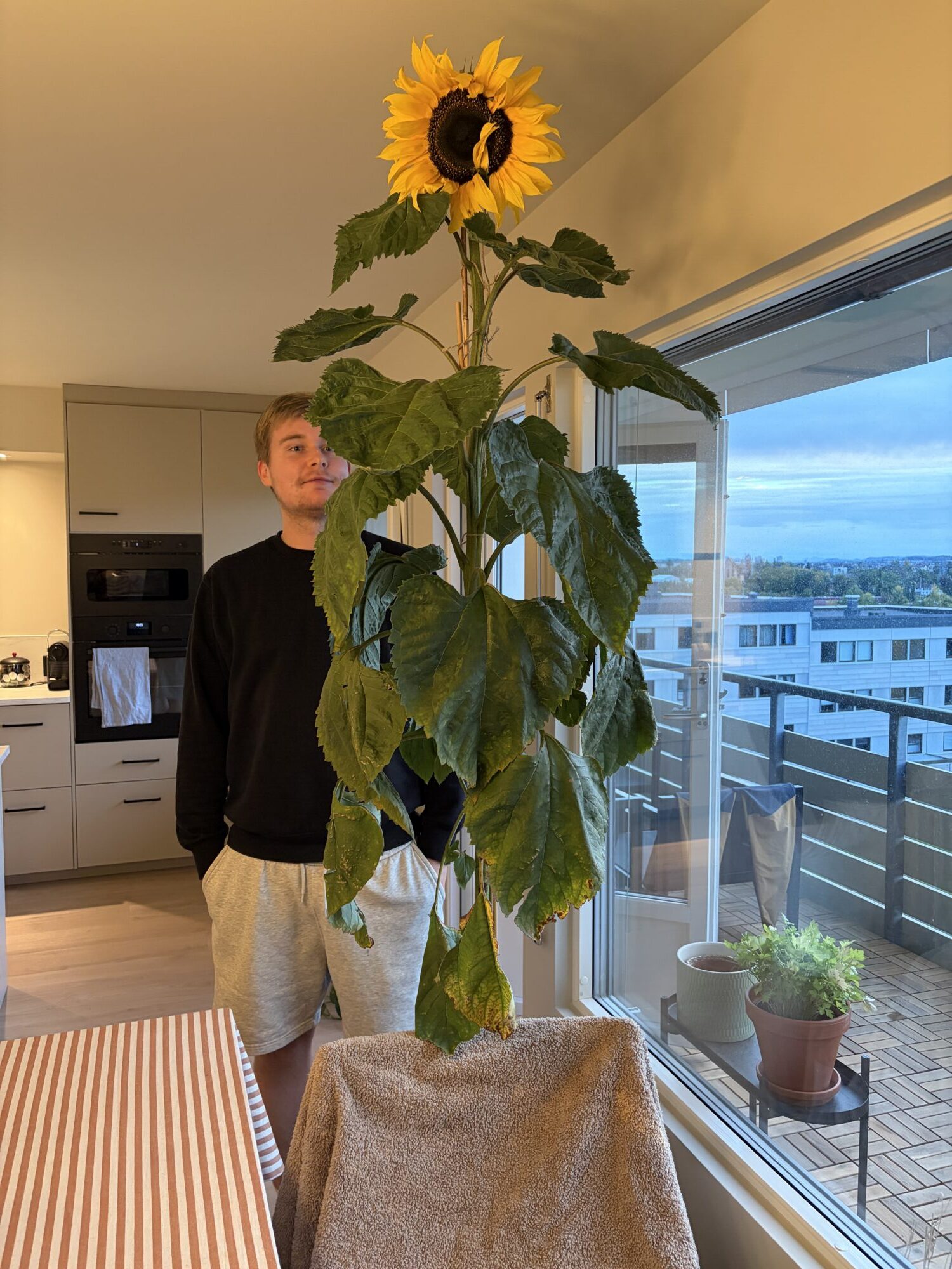Stor solsikke inne i en leilighet. Sondre er vinneren og står bak blomsten. Foto.
