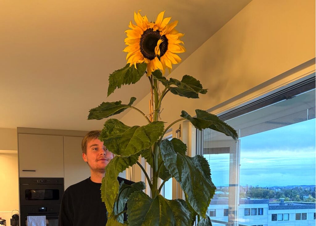 Solsikke stor. Foto.